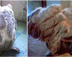 They Found A Dog Alone In Kitchen, ‘Relieved’ After 4 Trash Bags Of Fur Were Shaved Off
