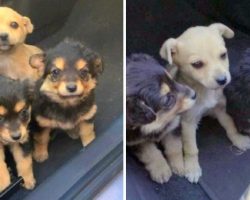 Owner Doesn’t Want Pups And Abandons Them On Busy Street To Become Roadkill