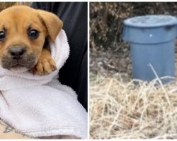Tiny Pup Thrown Away In Walmart Garbage Can Held Shut With Bungee Cords