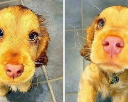 Puppy With Gorgeous Eyes Is Everyone’s Favorite, But Some People Hate Her