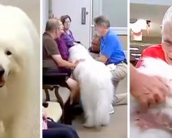 Dog Depressed After Owner’s Death Finds Purpose Again As Therapy Dog For Elderly