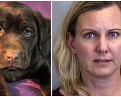 Woman Drowned Her Innocent Labrador In The Bathtub ‘For Barking All The Time’