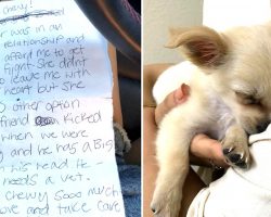 Woman Found Puppy Abandoned In Airport Bathroom, Reads The Owner’s Note About Boyfriend’s Abuse