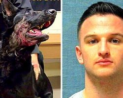 Cops Looking For Owner Who Shot His Own Dog In The Face, Dumped Him In Woods