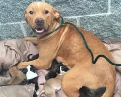 Someone Dumped A Mama Dog Who’d Just Given Birth To 10 Puppies