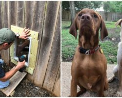 2 Neighbor Dogs Become Soulmates And Their Humans Install Fence Door So They Can Be Together
