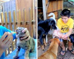 9-Year-Old Uses Up Pocket Money To Feed Homeless Dogs, Opened A ‘No-Kill’ Shelter