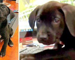Rescue Puppy Volunteers As A Support Dog For Highly Stressed 911 Dispatchers