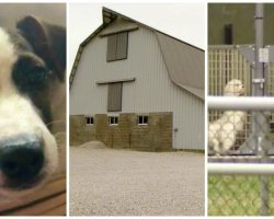 Woman Says Amish Farms Are Puppy Mills In Disguise & She Has Proof