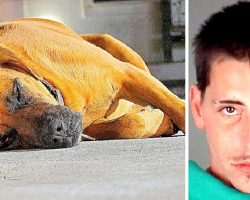Drunk Owner Violently Drags Dog For Over 100 Yards, Punches People Who Protest