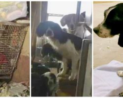 Couple Starves & Tortures 51 Dogs, Judge Lets Them Off With Probation