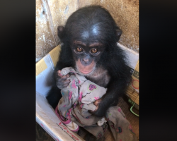 Baby Chimp Was Kept In A Box For Months Where She Clung To An Old Cloth For Comfort