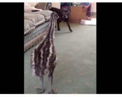 Baby Emu ‘Lost-It’ When The Dog Walked Into The Room For The First Time