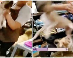 Pet Shop Forced To Close After Employee Put Dog In Chokehold & Threw Him To Ground