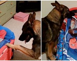 German Shepherd Prays With His Little Human & Tucks Him Into Bed Each Night