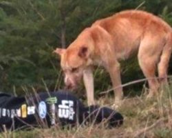 Stray Dog Approaches Girl Who’s Lying Lifeless On The Ground