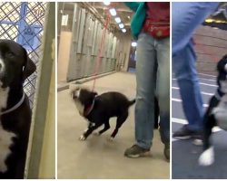 Shelter Dog’s Reluctant To Leave Kennel Til He Finds Out He’s Never Going Back