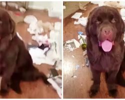 Mom Lets Newfie Pup Out Of Kennel, He Thanks Her With A Hot Mess