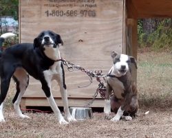 Dogs Tied And Tangled Up Out In The Elements Have Their Little Cries Heard