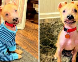 Breeder Rejected A “Defective” Puppy, But His Permanent Smile Won Over A Woman