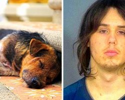 Psycho Teen Uses Puppy As Target Practice, Then Puts Him In Dryer & Kills Him