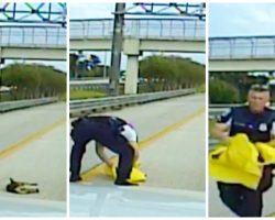 Caring Cop Stops In Busy Traffic Attempting To Save Tiny Pooch Hit By Car