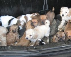 Dozens Of Puppies Found Huddled Up And Confused In Somebody’s Trunk