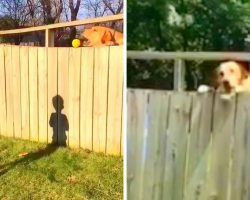 2-Yr-Old Sneaks Into The Backyard Every Day To Play Fetch With Neighbor’s Dog
