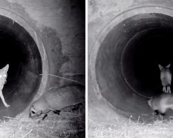 Badger Is Confused As To Why The Coyote Is Leading Him Into A Dark Tunnel At Night