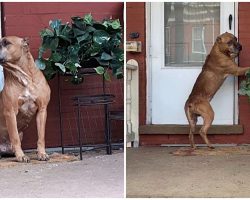 He Sat On Porch & Clawed At Door For Weeks, Begging His Family To Let Him Back In