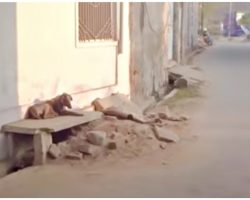 They Walk Passed Dog At Death’s Door Each Day But Have Yet To Stop & Help