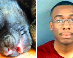 Owners Move Out & “Forget” Puppy In Apartment, Puppy Starves To Death In Crate