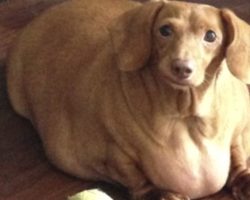 Dennis The Dachshund Ballooned To 56 Pounds Before A Family Member Stepped In