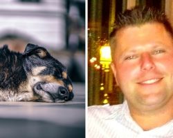 Dog Dies After Drunk Owner Kicks Him Over 100 Times For Peeing On Kitchen Floor