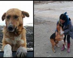 Dog Living At Garbage Dump And Begged People To Take Him Home But No One Would