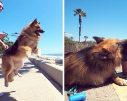 Dog On Chains His Whole Life Saw The Ocean For The First Time