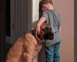 Dog Joins His Boy In Time-Out So He Doesn’t Have To Face It Alone