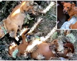 Stray Pups Covered In Cactus Needles Laid On Ground & Shook Uncontrollably In Pain