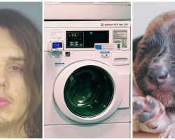 Son Gets Mad At Dad’s 3-Week-Old Puppy, Puts Him In Dryer & Turns It On