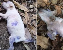A Puppy Dyed Purple Got Sick, So He Was Dumped To Fend For Himself