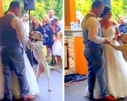 Dog Feels The Love On Mom & Dad’s Wedding Day, Joins Them For The First Dance