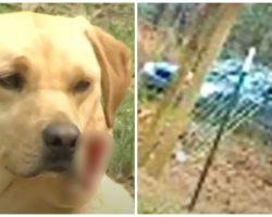 Teenager Watches In Horror As Car Creeps By Her House, Shoots Family Dog