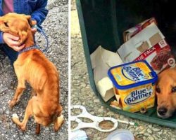 Woman Throws Her Dog In The Trash So She Can Move In With Her Boyfriend