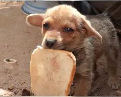 Forgotten Baby Must Fend For Himself In Waste While His Siblings Got New Homes