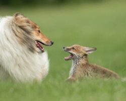 An Orphaned Fox Rescued From An Accident Finds Surrogate Mother In A Collie