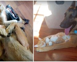 Lonely German Shepherd Who Loves Cats Finally Gets A Kitten Of His Own