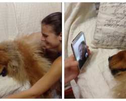 Grandma Goes On A Trip And Distressed Dog ‘Pleads’ On FaceTime To Come Home