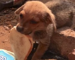 Small Dog Left Behind To Fend For Himself Clings To A Piece Of Bread