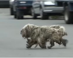 He Stalks Unkempt Dog To Sacred Place No One’s Allowed Into