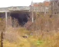 Man Follows A Stray To Abandoned Building, Sees Dogs Chained Up All Over